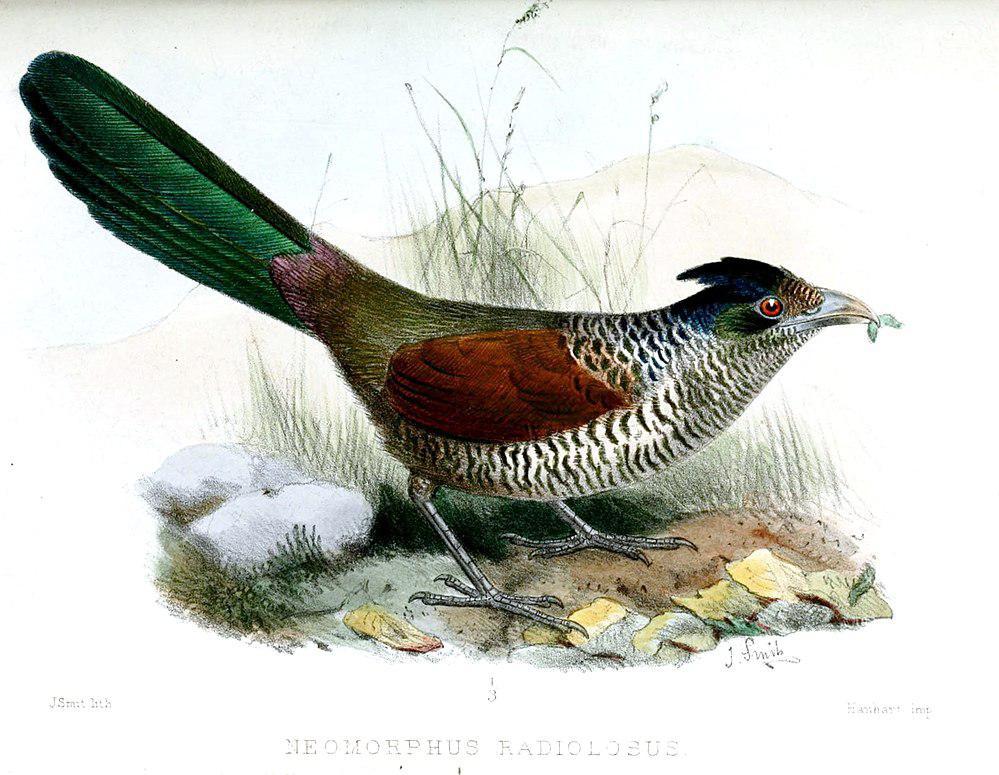 斑鸡鹃 / Banded Ground Cuckoo / Neomorphus radiolosus