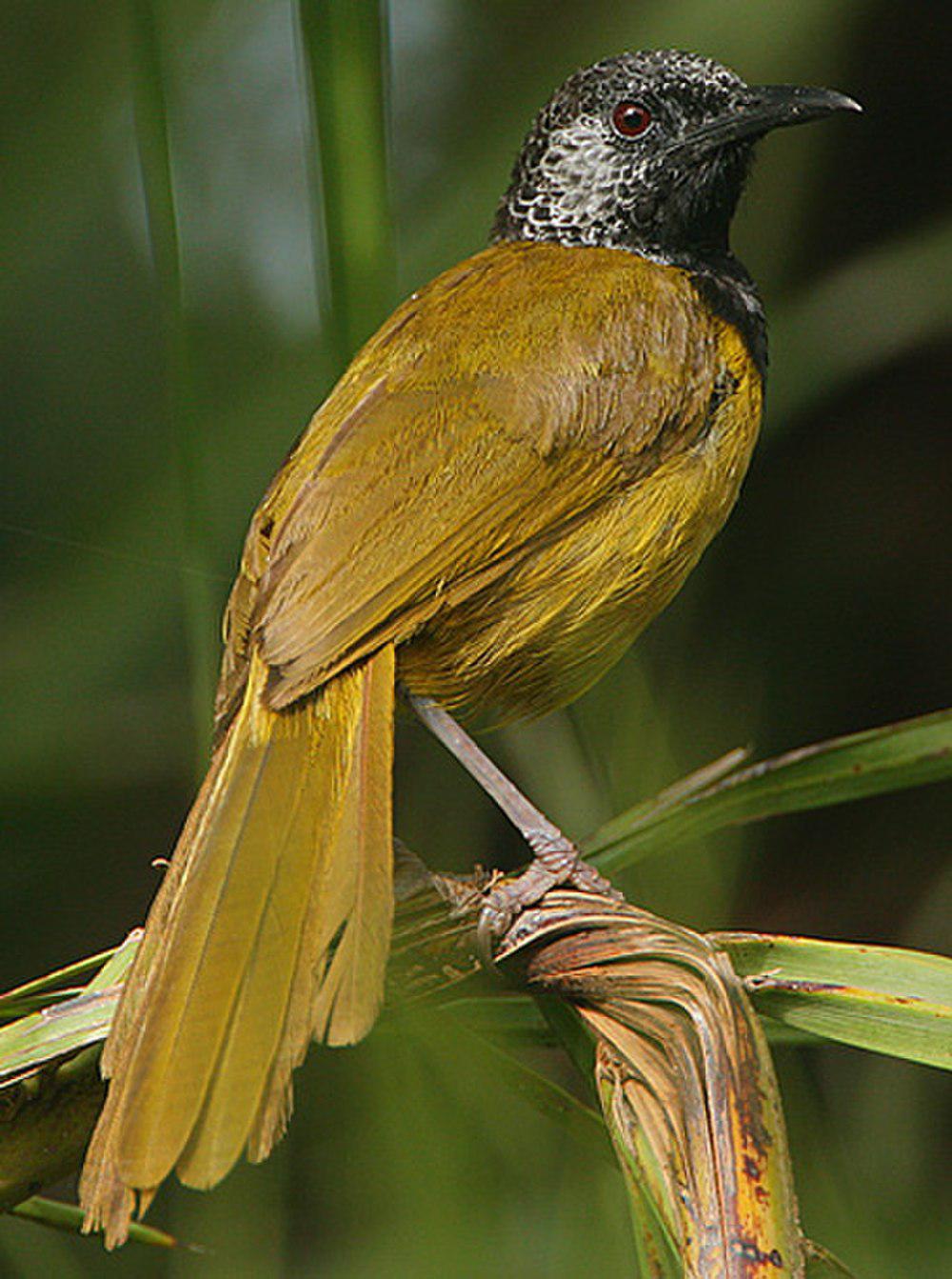 鹂莺 / Oriole Warbler / Hypergerus atriceps