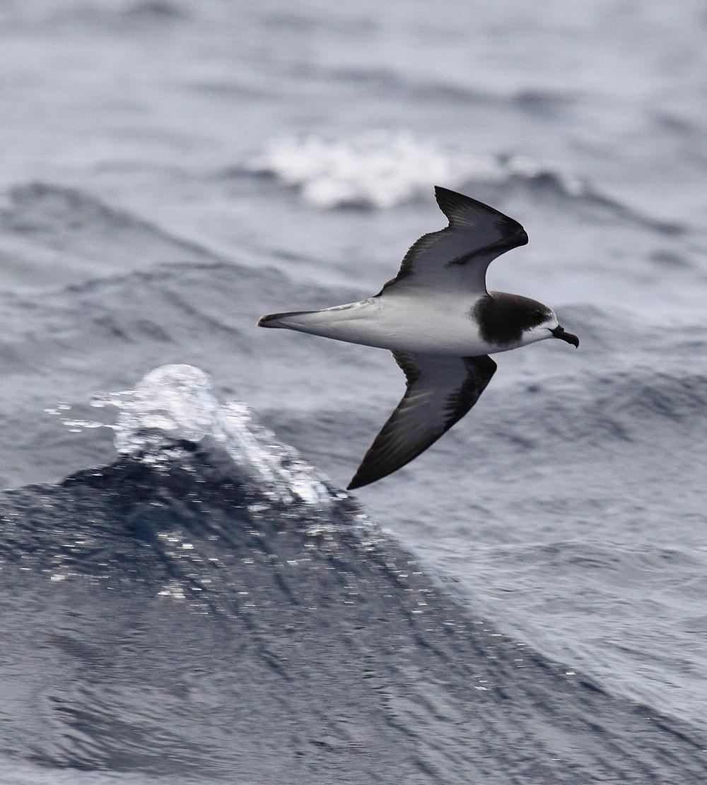 白翅圆尾鹱 / Gould\'s Petrel / Pterodroma leucoptera