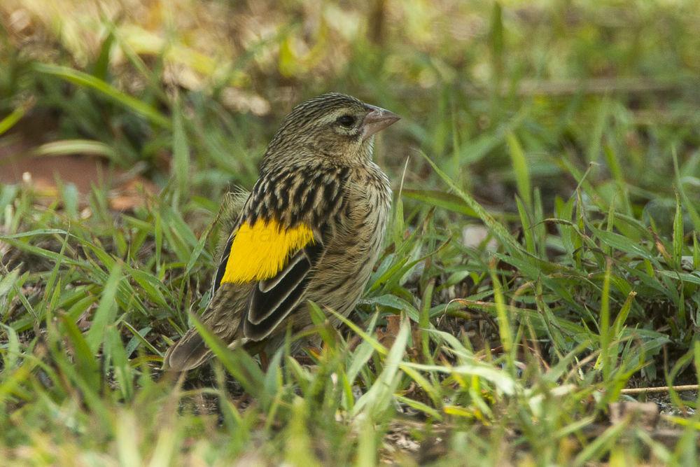 肯尼亚黄腰丝雀 / Reichenow\'s Seedeater / Crithagra reichenowi