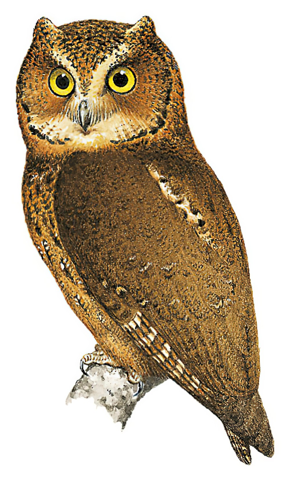 民岛角鸮 / Mindoro Scops Owl / Otus mindorensis
