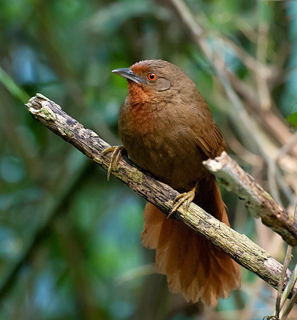 红眼棘雀 / Orange-eyed Thornbird / Phacellodomus erythrophthalmus