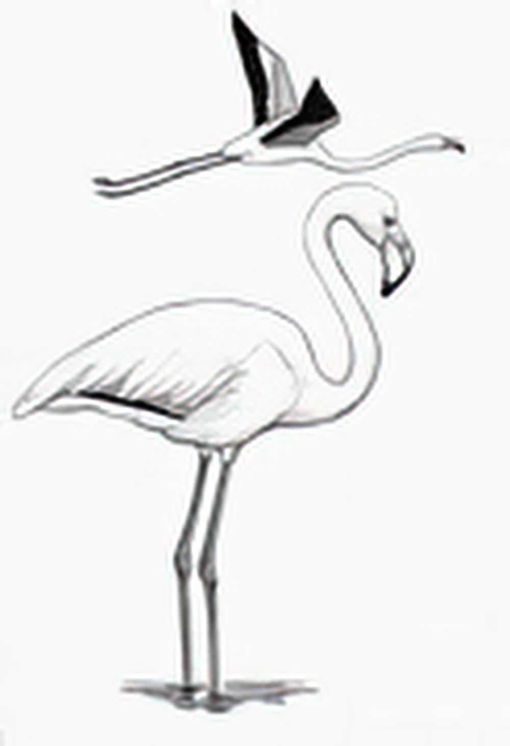 大火烈鸟[大红鹳] / Greater Flamingo