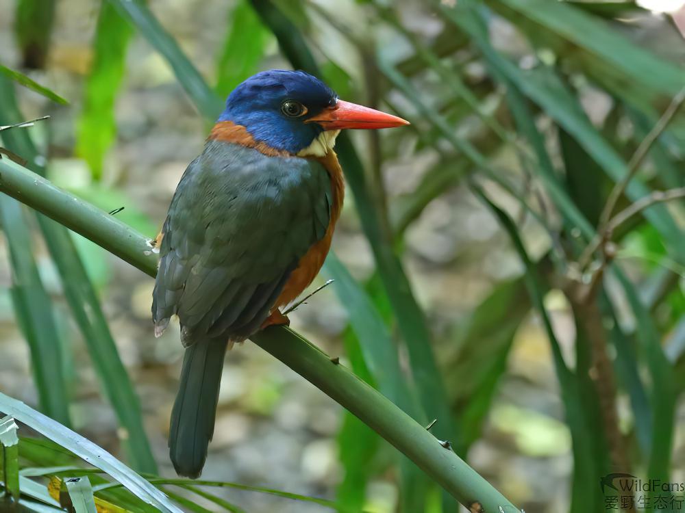 绿背翡翠 / Green-backed Kingfisher / Actenoides monachus