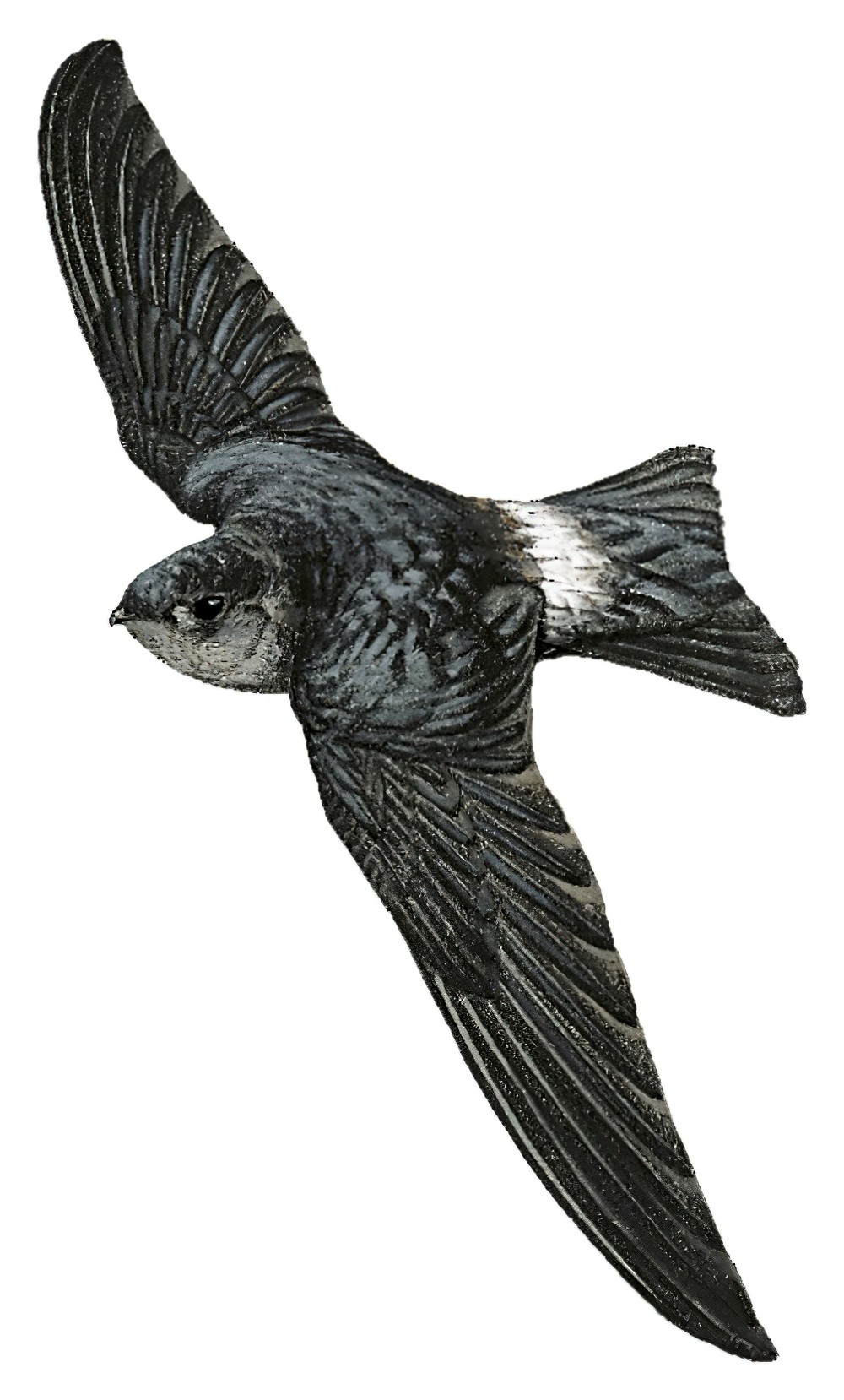 斯兰金丝燕 / Seram Swiftlet / Aerodramus ceramensis
