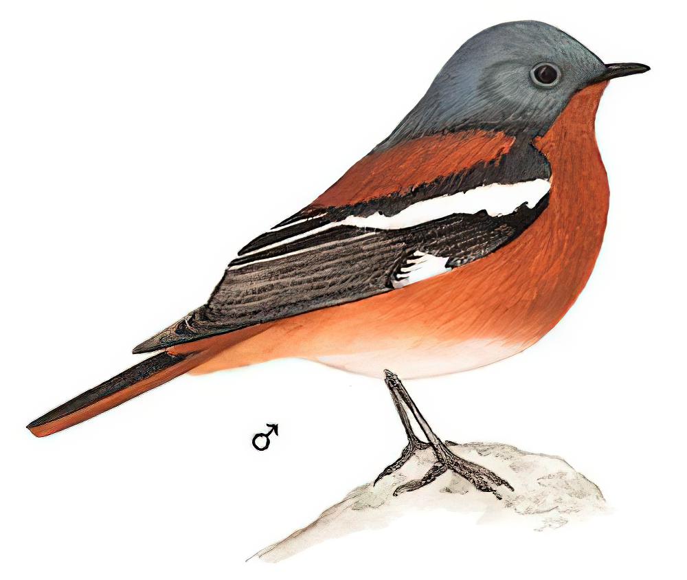 贺兰山红尾鸲 / Przevalski\'s Redstart / Phoenicurus alaschanicus