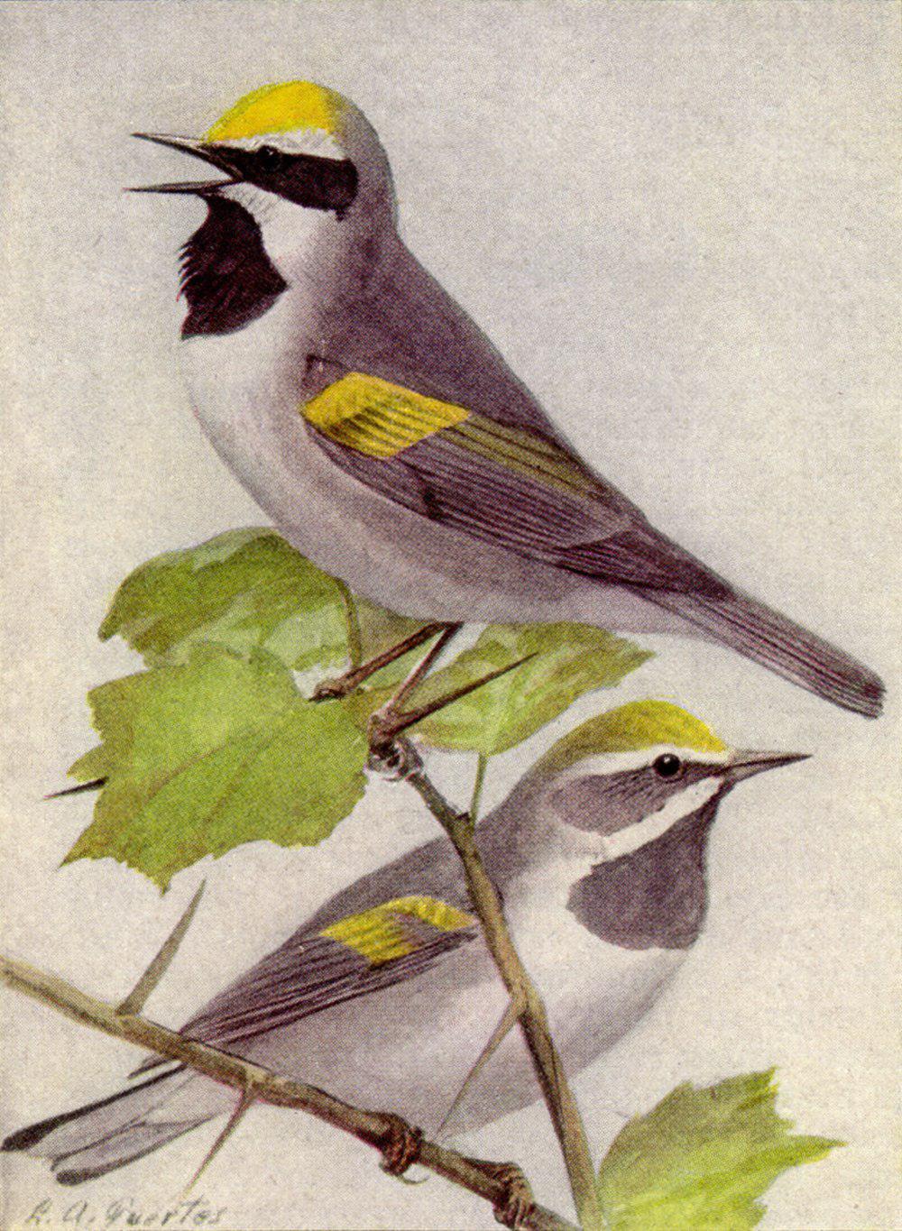 金翅虫森莺 / Golden-winged Warbler / Vermivora chrysoptera