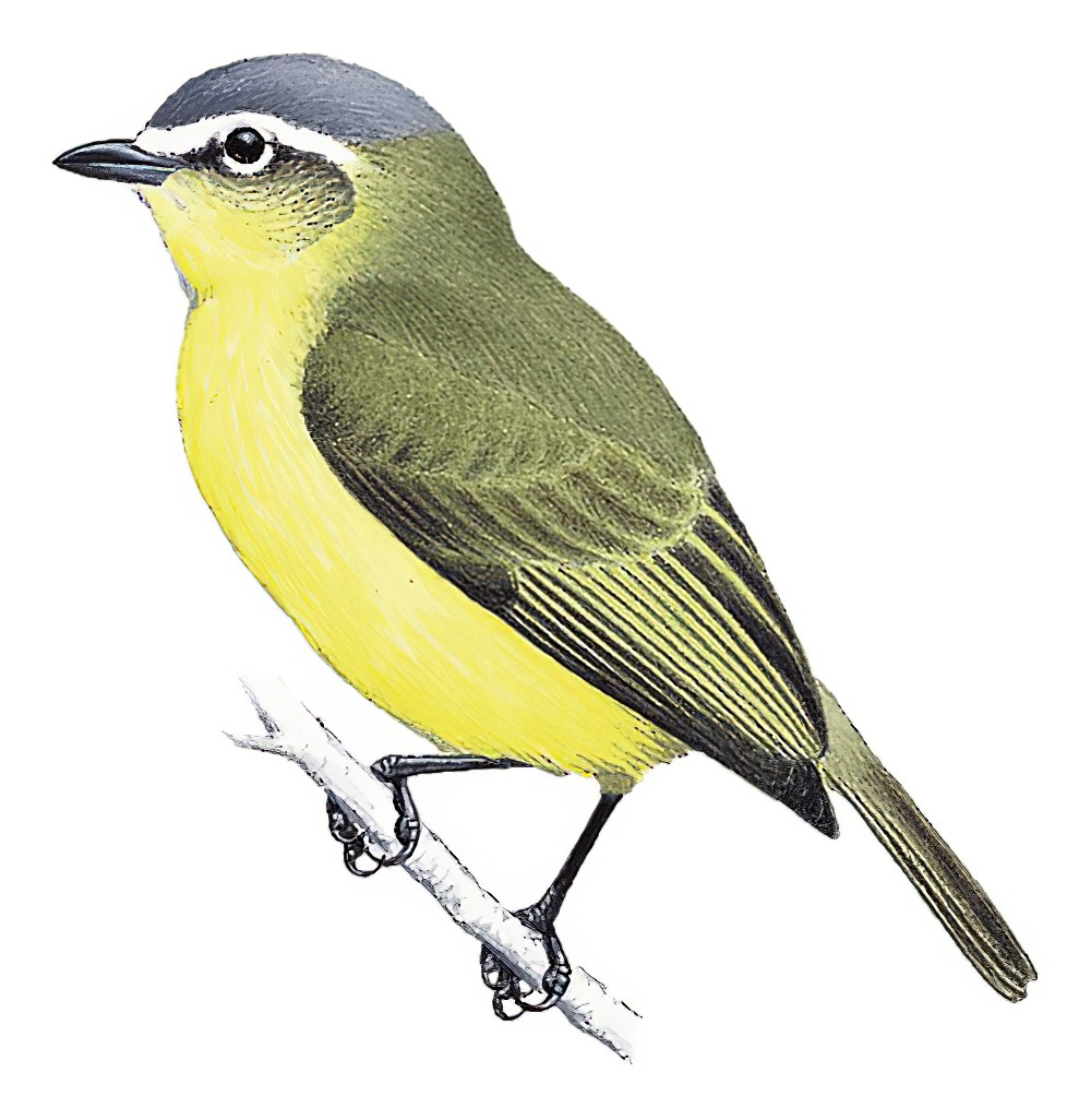 黄腹小霸鹟 / Yellow-bellied Tyrannulet / Ornithion semiflavum