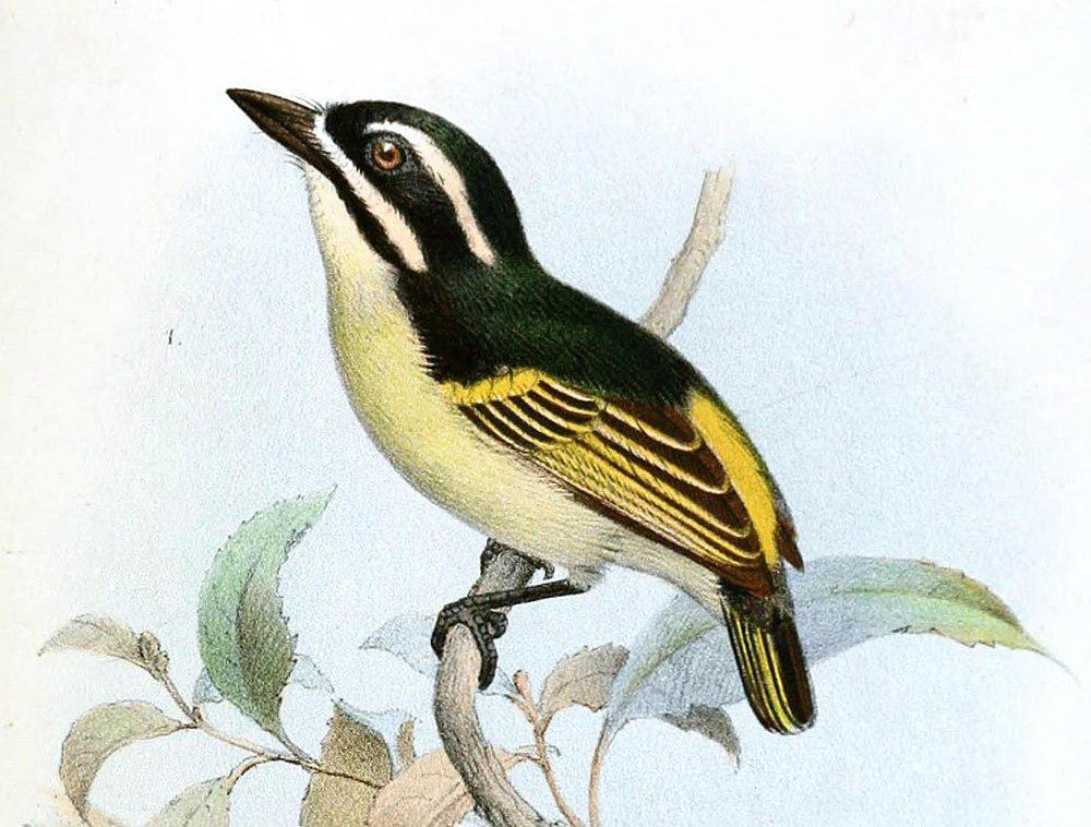 黄喉钟声拟䴕 / Yellow-throated Tinkerbird / Pogoniulus subsulphureus