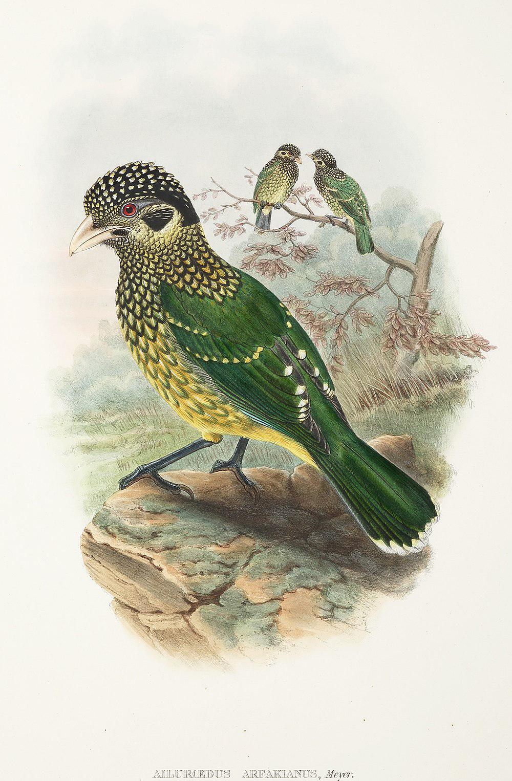 阿法园丁鸟 / Arfak Catbird / Ailuroedus arfakianus