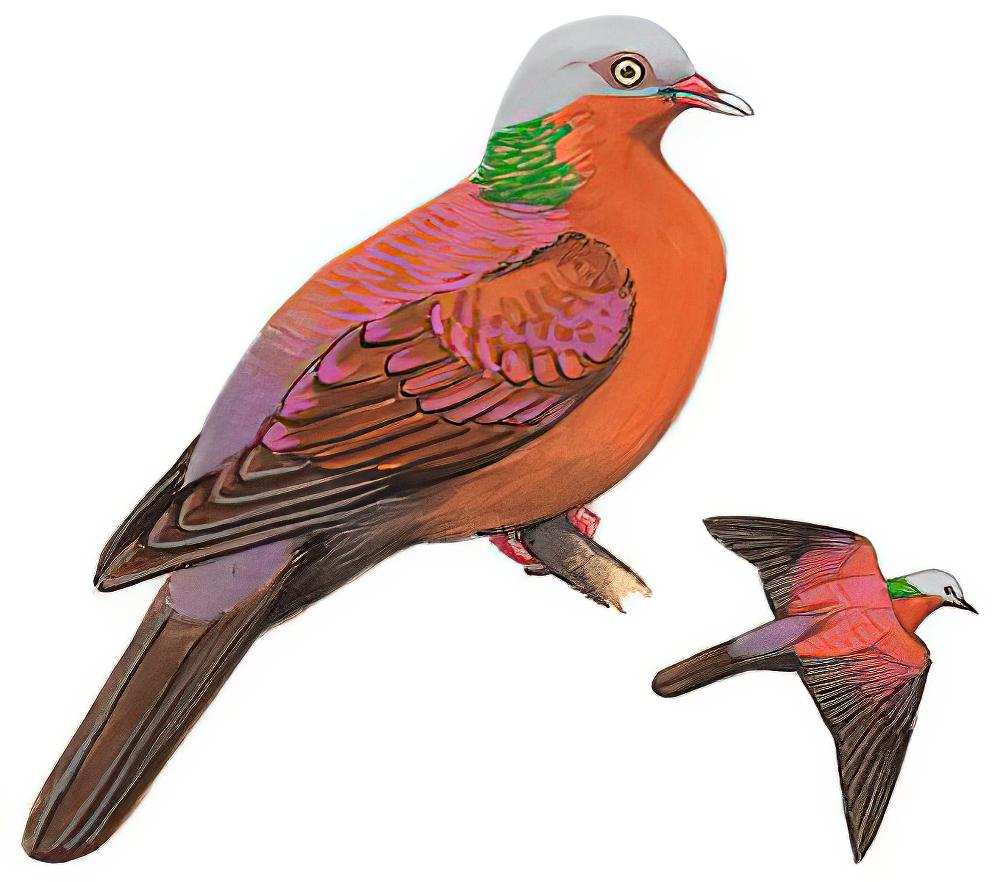紫林鸽 / Pale-capped Pigeon / Columba punicea