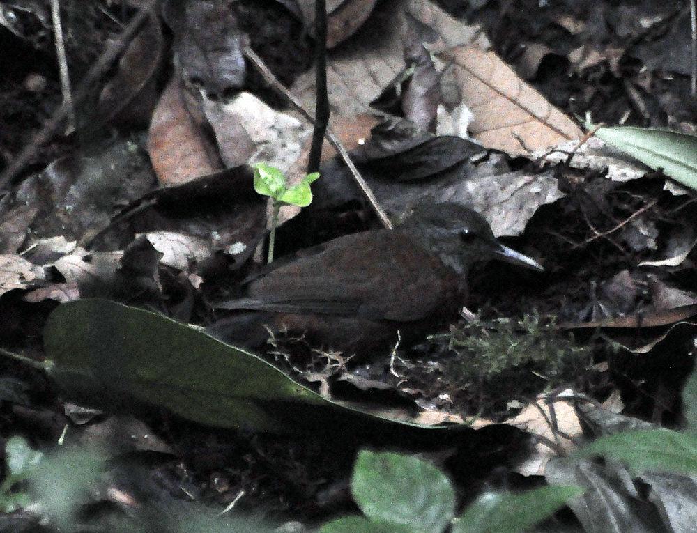灰喉硬尾雀 / Grey-throated Leaftosser / Sclerurus albigularis