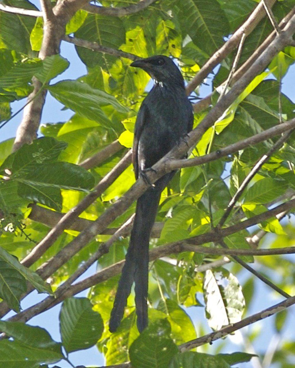 长尾辉椋鸟 / Long-tailed Starling / Aplonis magna