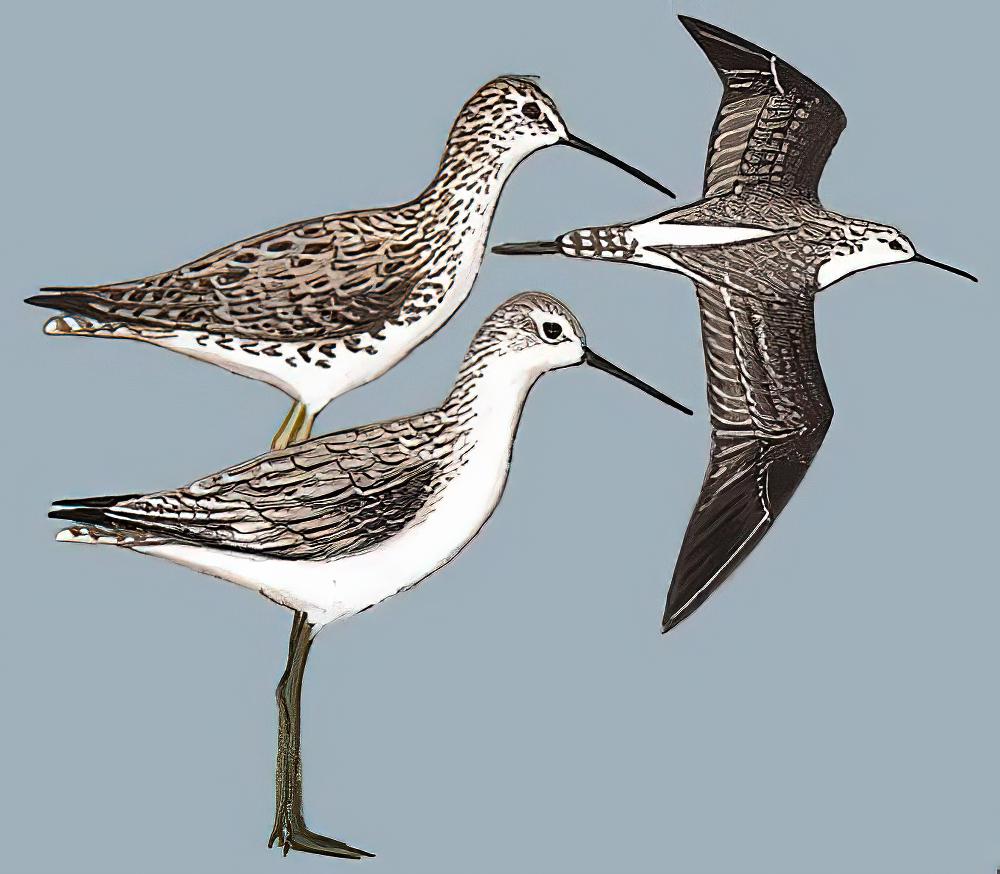 泽鹬 / Marsh Sandpiper / Tringa stagnatilis