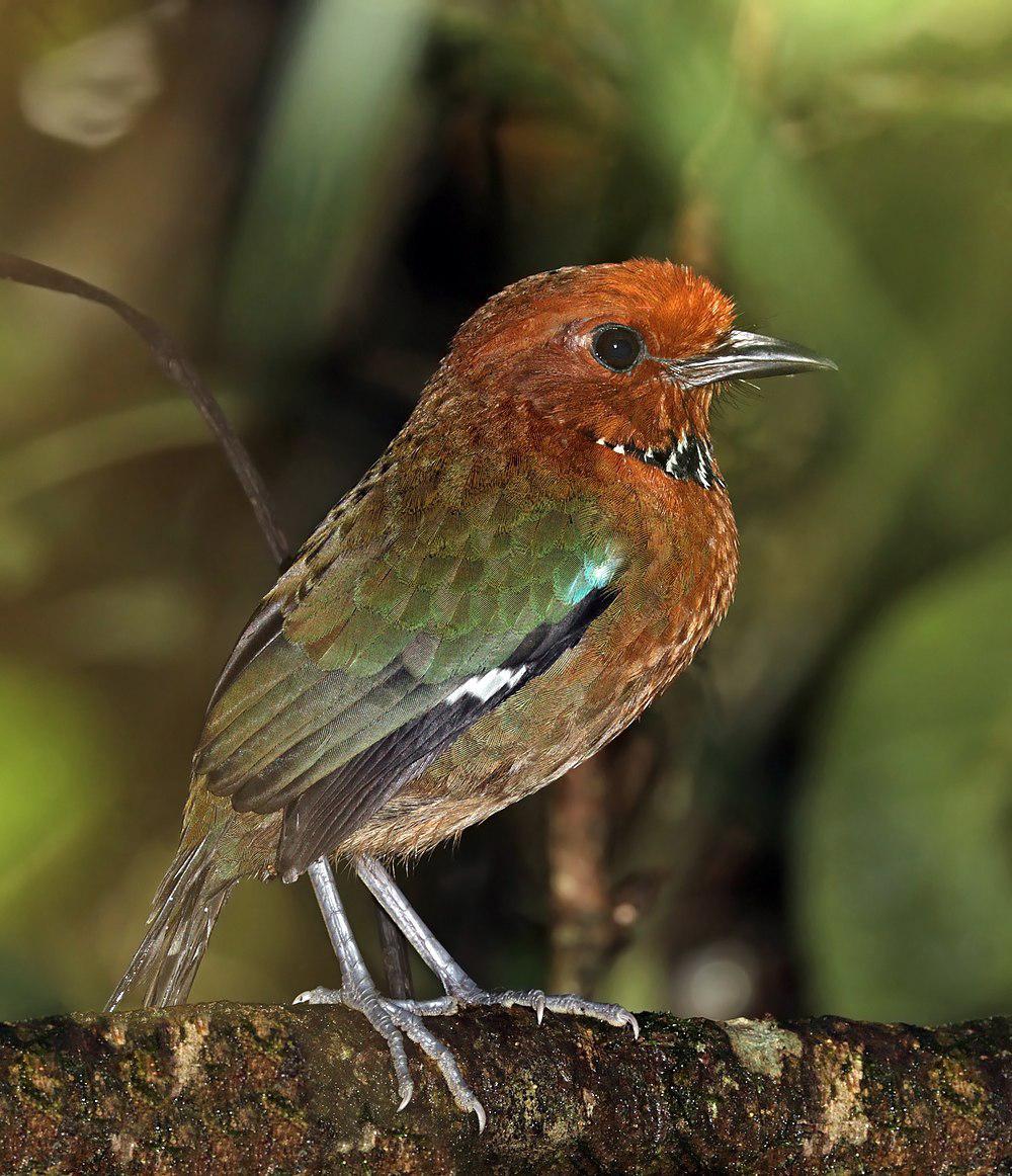 栗头地三宝鸟 / Rufous-headed Ground Roller / Atelornis crossleyi