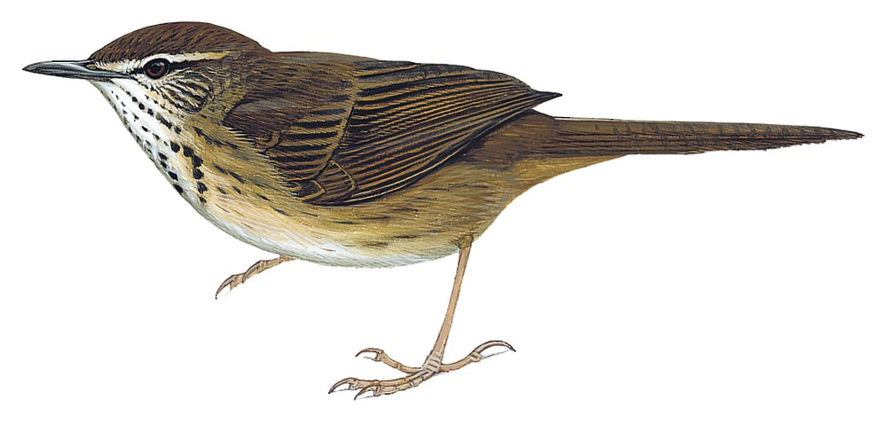 谷氏短翅莺 / Grauer's Swamp Warbler / Bradypterus graueri
