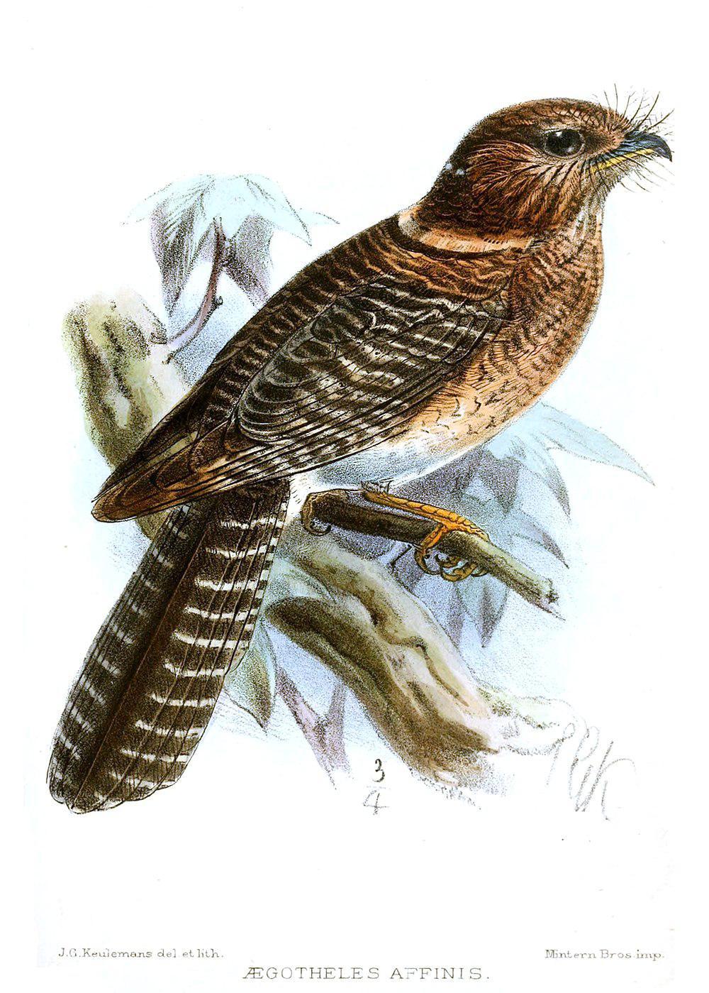 弗格克裸鼻鸱 / Vogelkop Owlet-nightjar / Aegotheles affinis