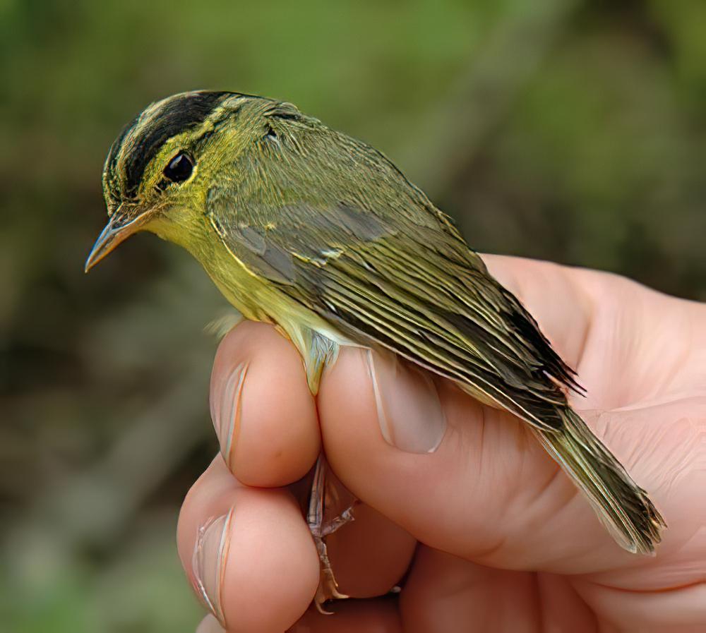 灰岩柳莺 / Limestone Leaf Warbler / Phylloscopus calciatilis