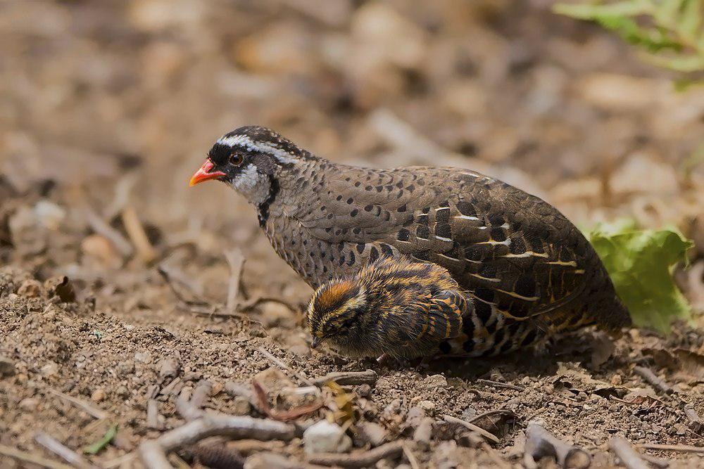 红嘴林鹑 / Painted Bush Quail / Perdicula erythrorhyncha