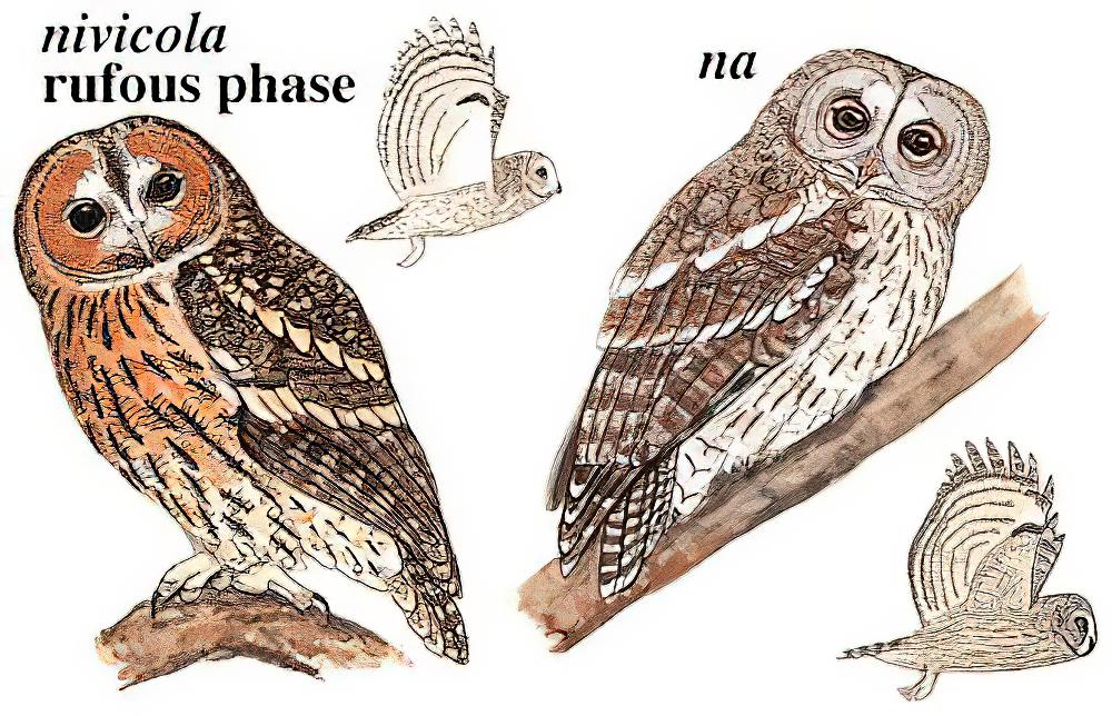 灰林鸮 / Himalayan Owl / Strix nivicolum