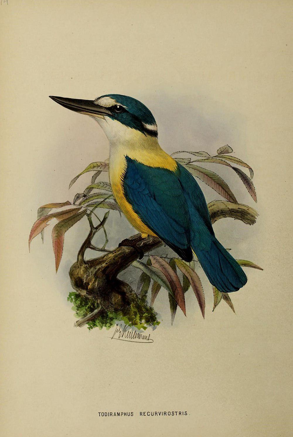 扁嘴翡翠 / Flat-billed Kingfisher / Todiramphus recurvirostris