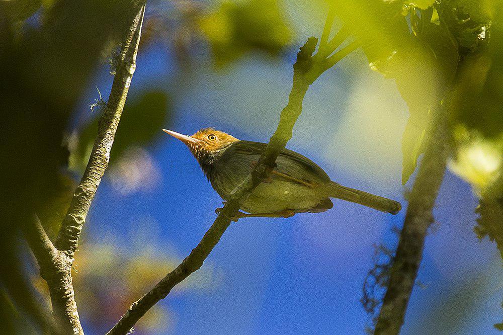 爪哇缝叶莺 / Olive-backed Tailorbird / Orthotomus sepium