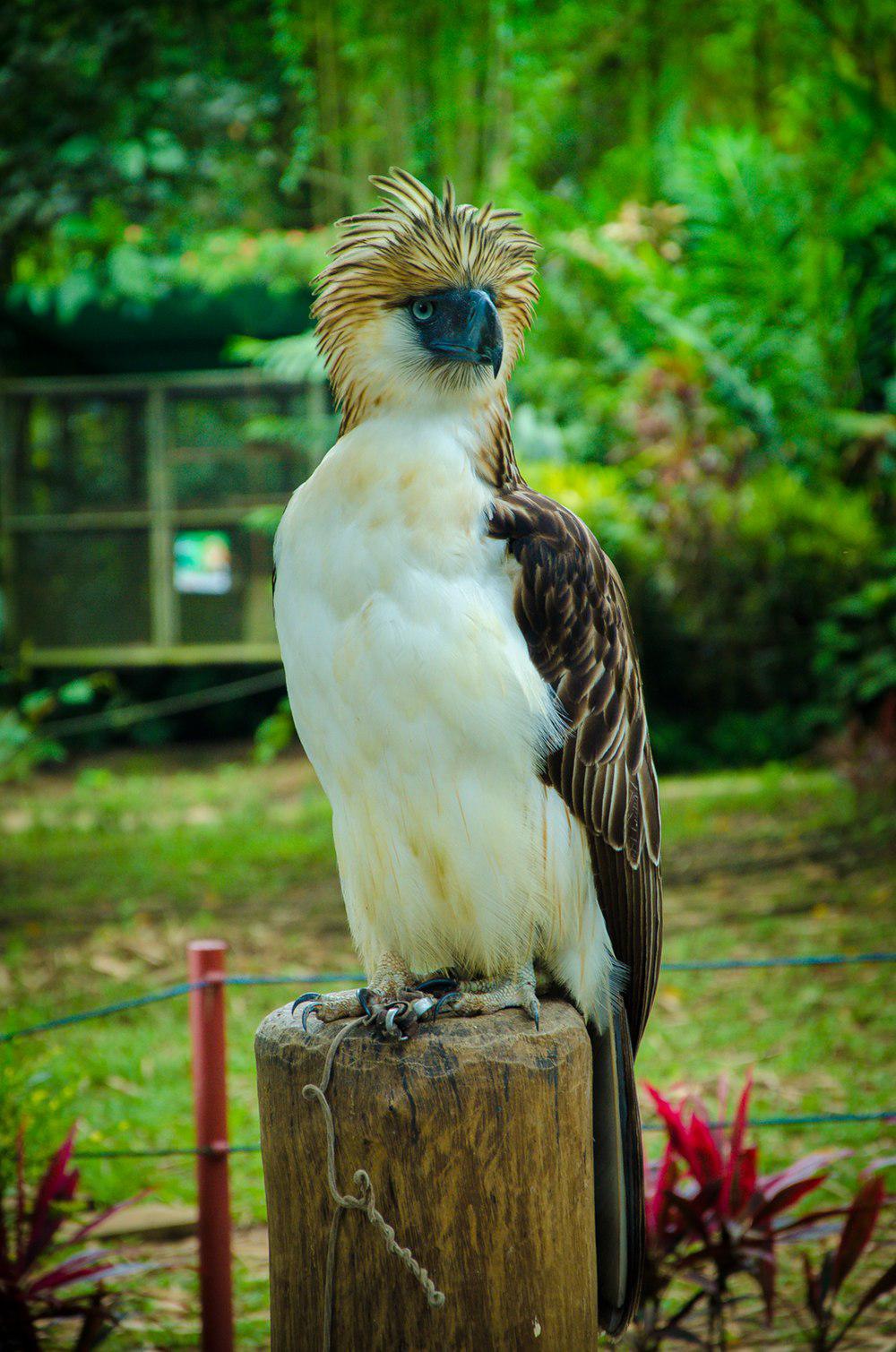 菲律宾雕 / Philippine Eagle / Pithecophaga jefferyi