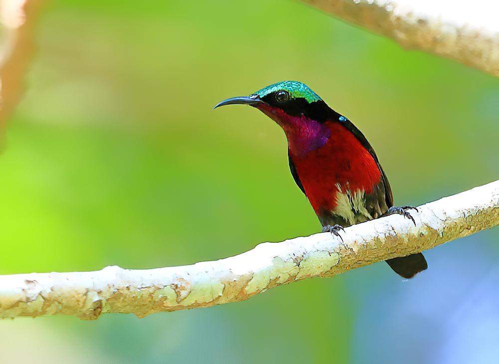 紫喉蓝肩花蜜鸟 / Van Hasselt\'s Sunbird / Leptocoma brasiliana