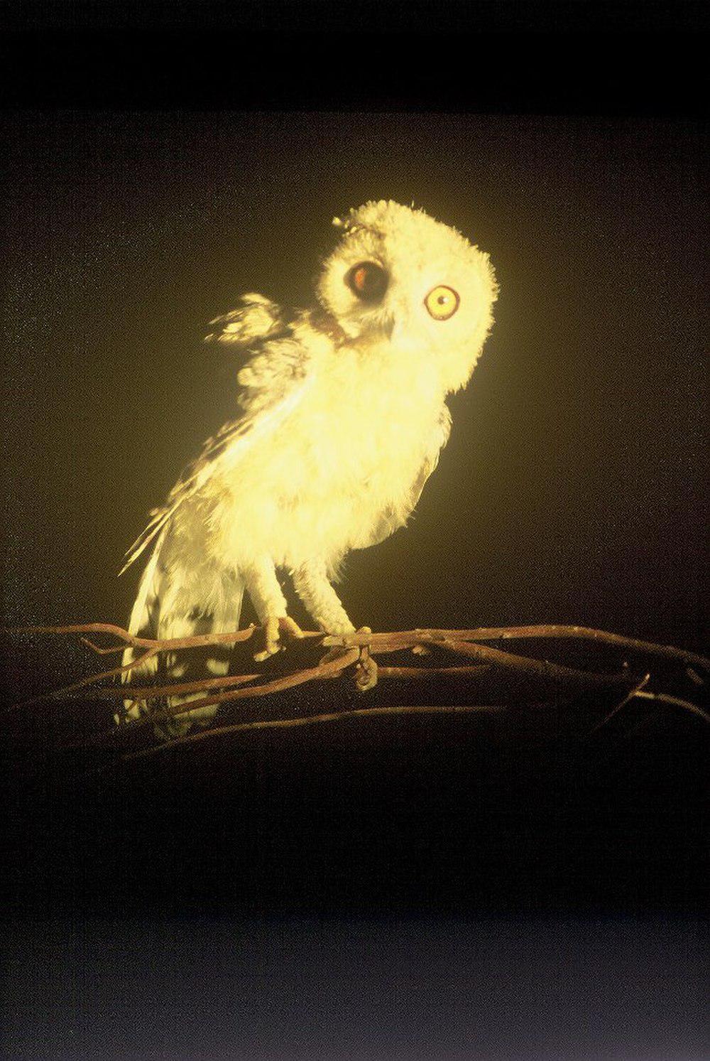 漠鸮 / Desert Owl / Strix hadorami
