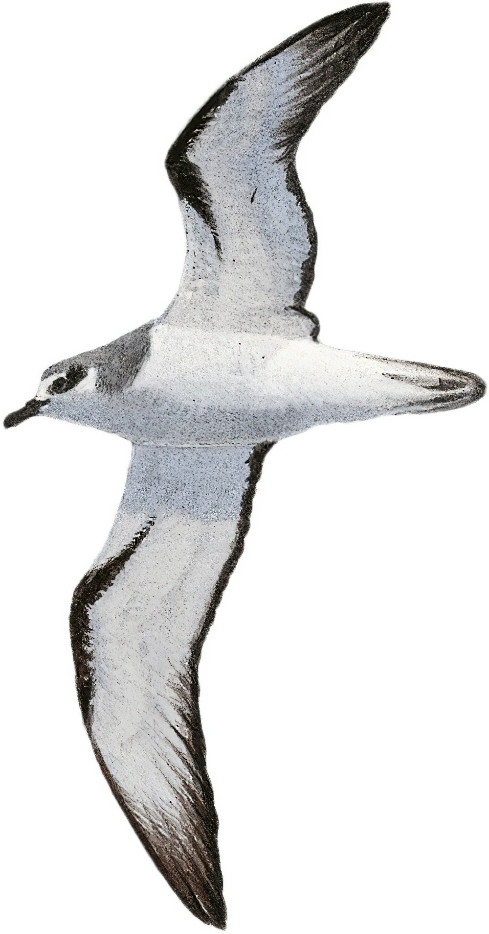 新西兰圆尾鹱 / Pycroft's Petrel / Pterodroma pycrofti