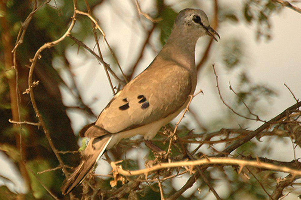 黑嘴森鸠 / Black-billed Wood Dove / Turtur abyssinicus