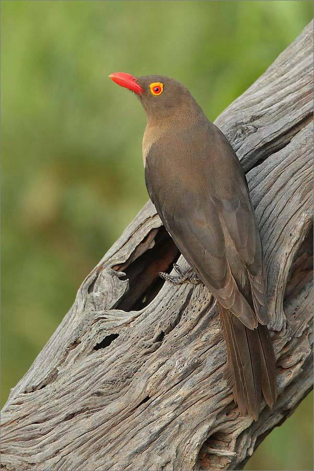 红嘴牛椋鸟 / Red-billed Oxpecker / Buphagus erythrorynchus