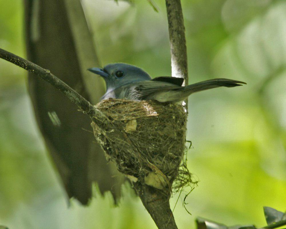 灰蓝王鹟 / Pale-blue Monarch / Hypothymis puella