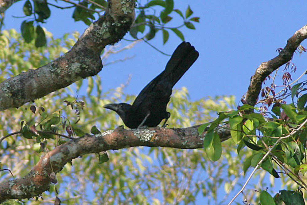 佛罗乌鸦 / Flores Crow / Corvus florensis