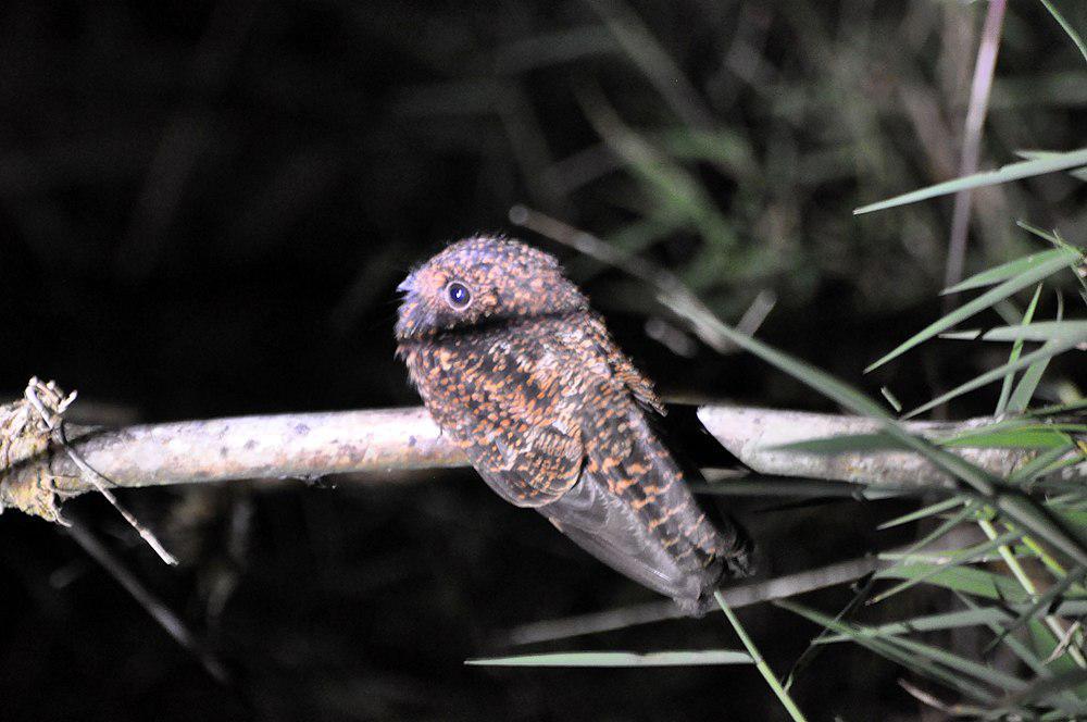 小燕尾夜鹰 / Swallow-tailed Nightjar / Uropsalis segmentata