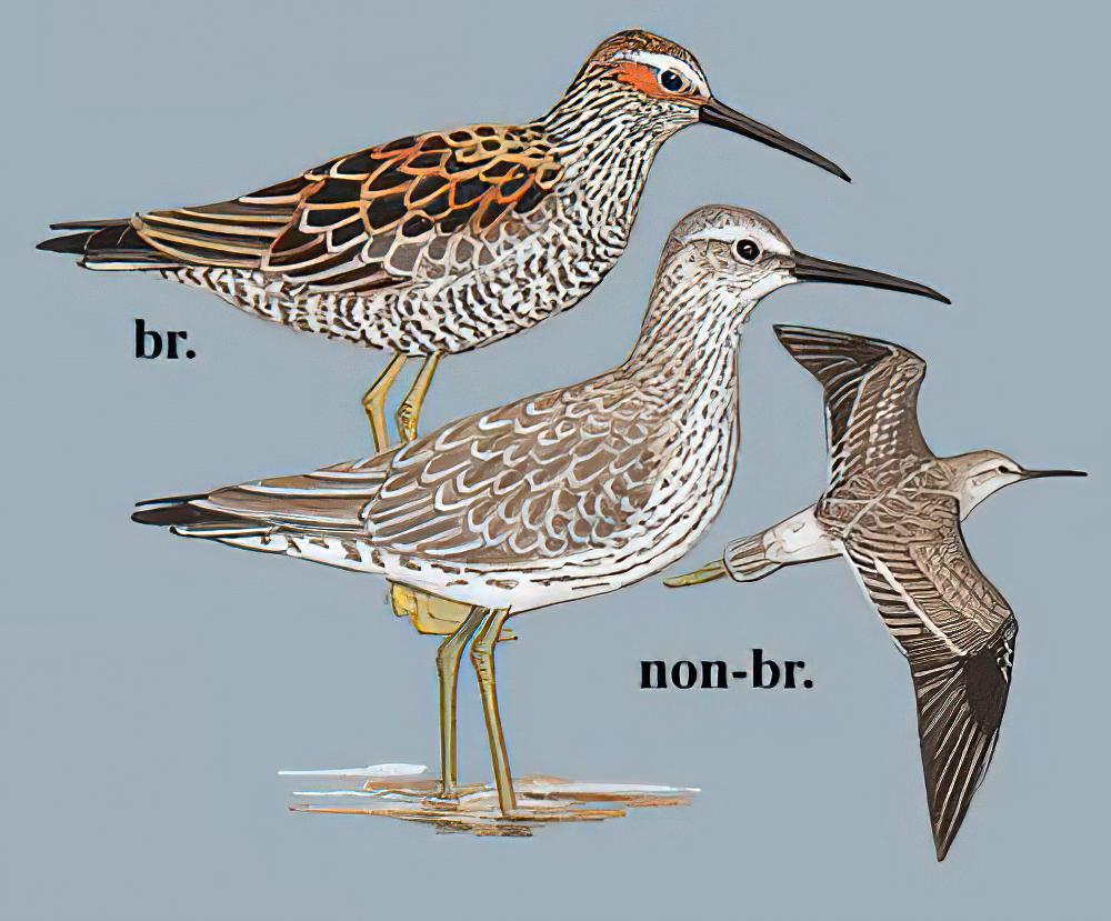 高跷鹬 / Stilt Sandpiper / Calidris himantopus