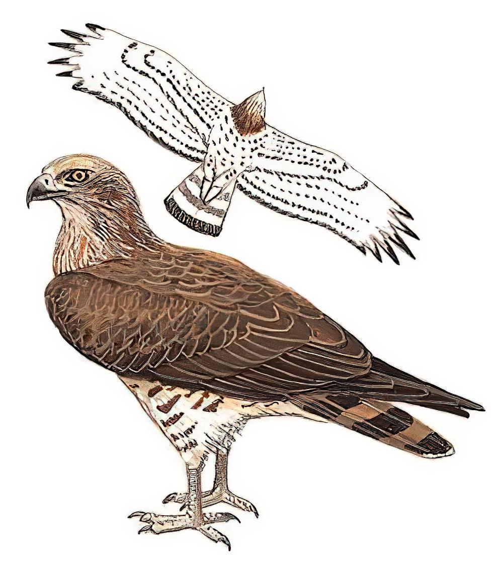 短趾雕 / Short-toed Snake Eagle / Circaetus gallicus