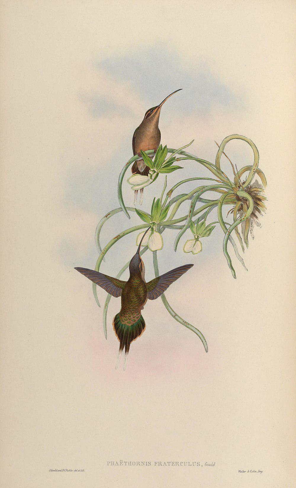 长尾隐蜂鸟 / Long-tailed Hermit / Phaethornis superciliosus