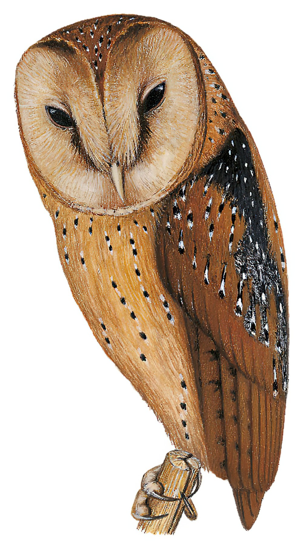 坦桑尼亚栗鸮 / Congo Bay Owl / Phodilus prigoginei