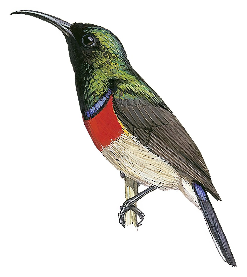 双领花蜜鸟 / Eastern Miombo Sunbird / Cinnyris manoensis