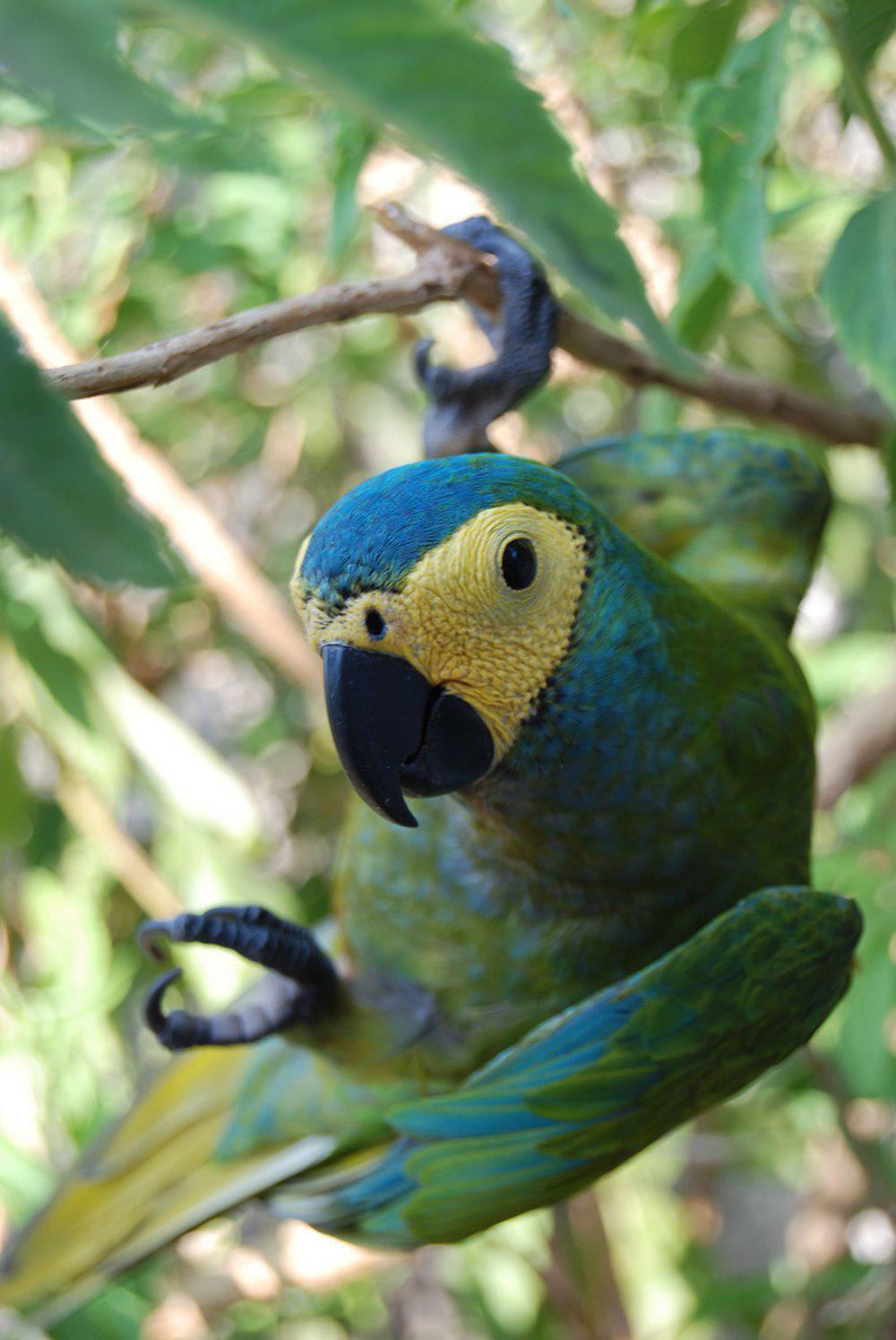 红腹金刚鹦鹉 / Red-bellied Macaw / Orthopsittaca manilatus