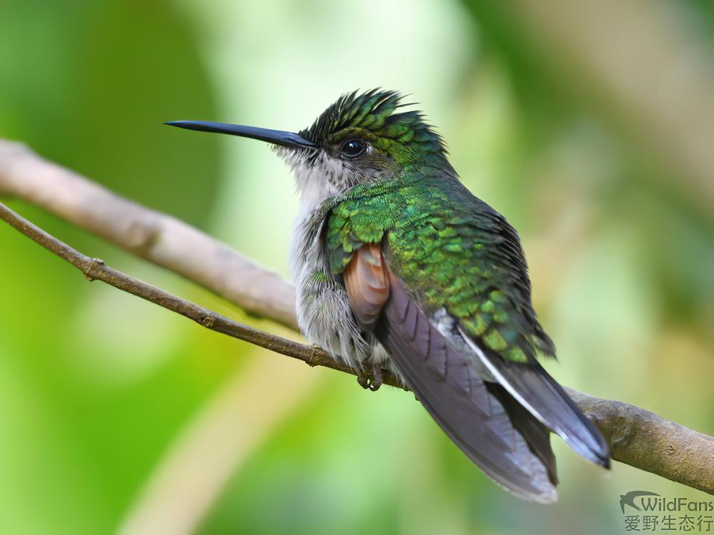 纹尾蜂鸟 / Stripe-tailed Hummingbird / Eupherusa eximia