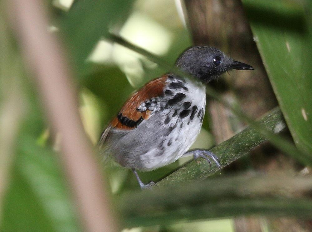 点斑蚁鸟 / Spotted Antbird / Hylophylax naevioides