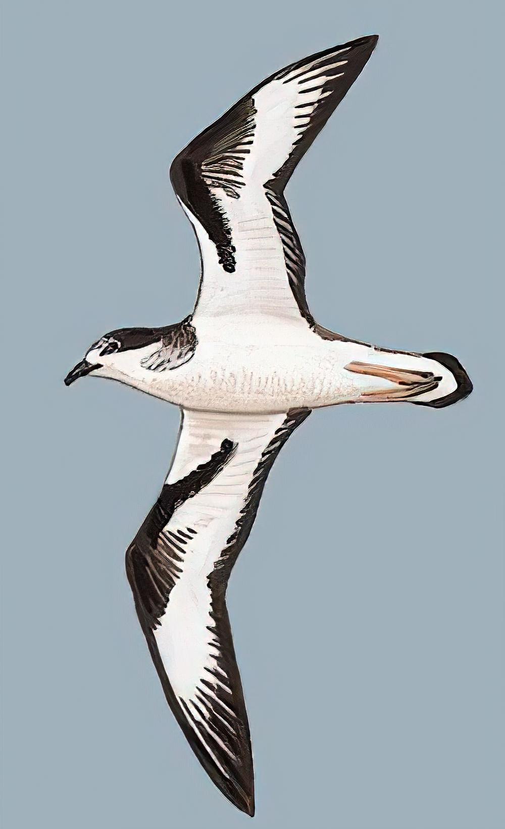 白额圆尾鹱 / Bonin Petrel / Pterodroma hypoleuca