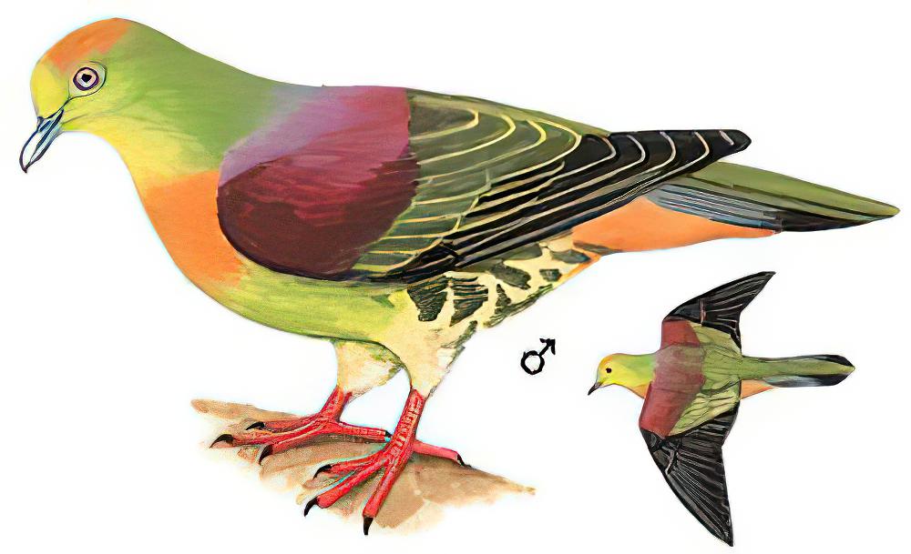 楔尾绿鸠 / Wedge-tailed Green Pigeon / Treron sphenurus