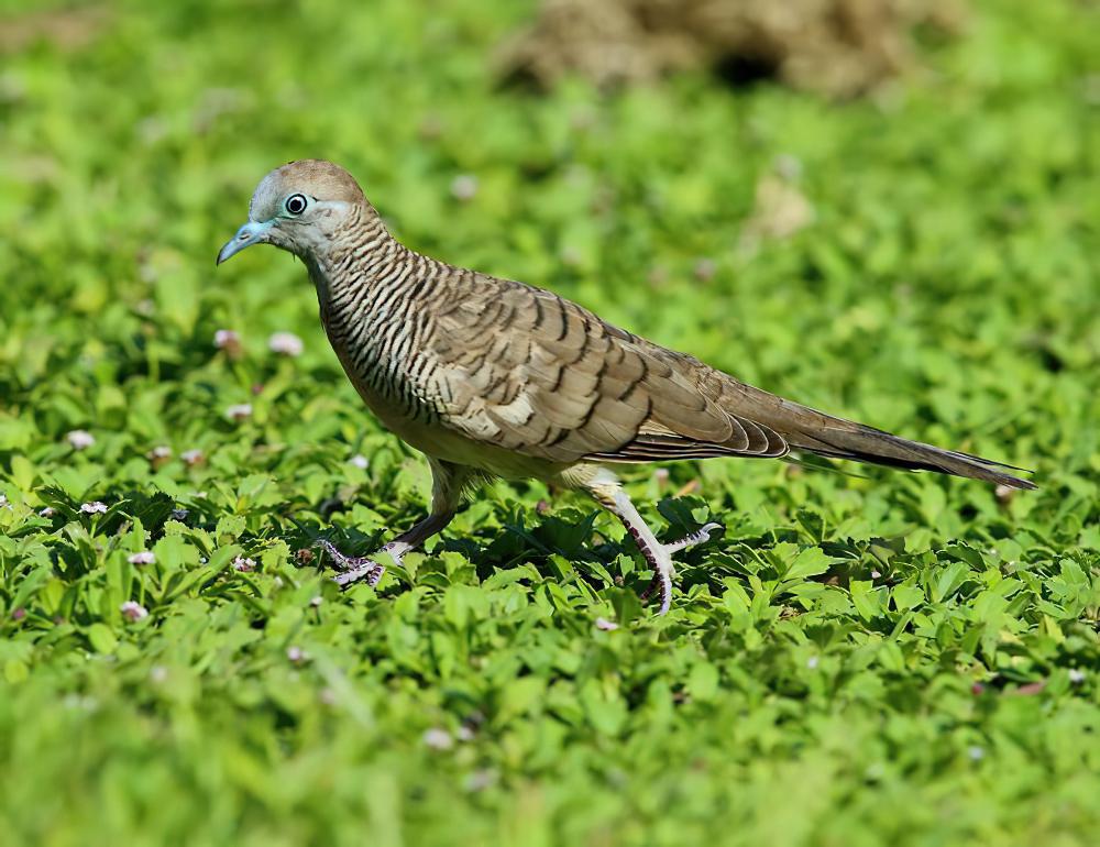 斑姬地鸠 / Zebra Dove / Geopelia striata