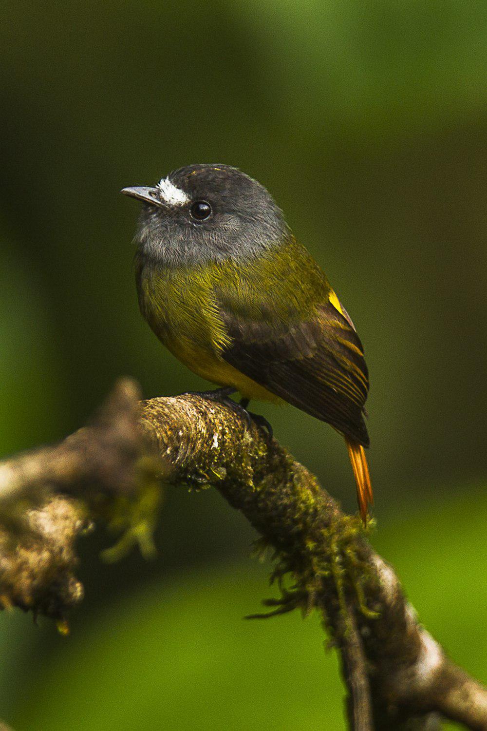 华丽霸鹟 / Ornate Flycatcher / Myiotriccus ornatus