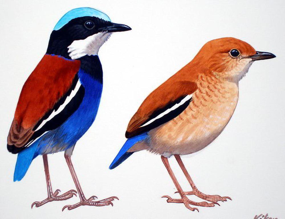 蓝头八色鸫 / Blue-headed Pitta / Hydrornis baudii