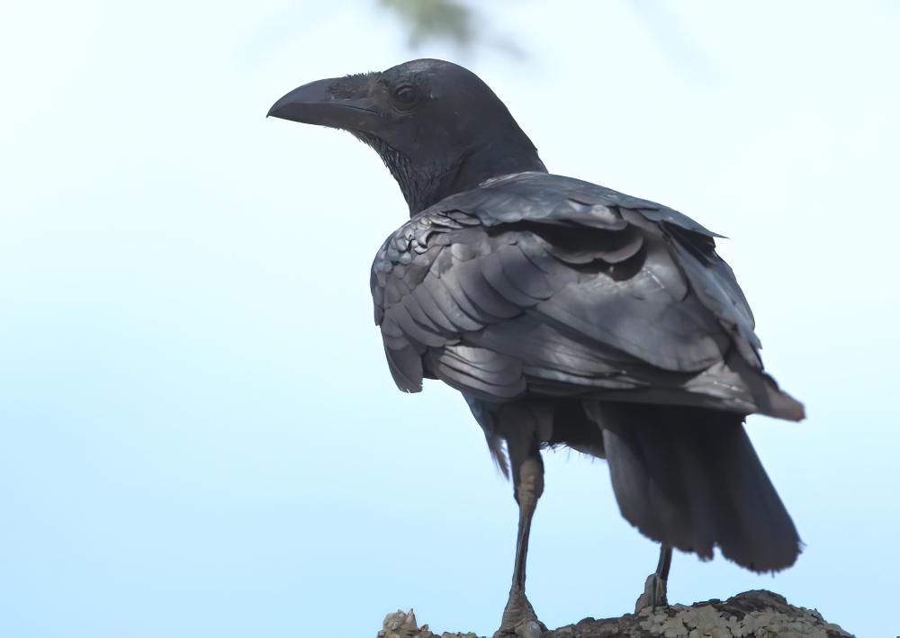 扇尾渡鸦 / Fan-tailed Raven / Corvus rhipidurus