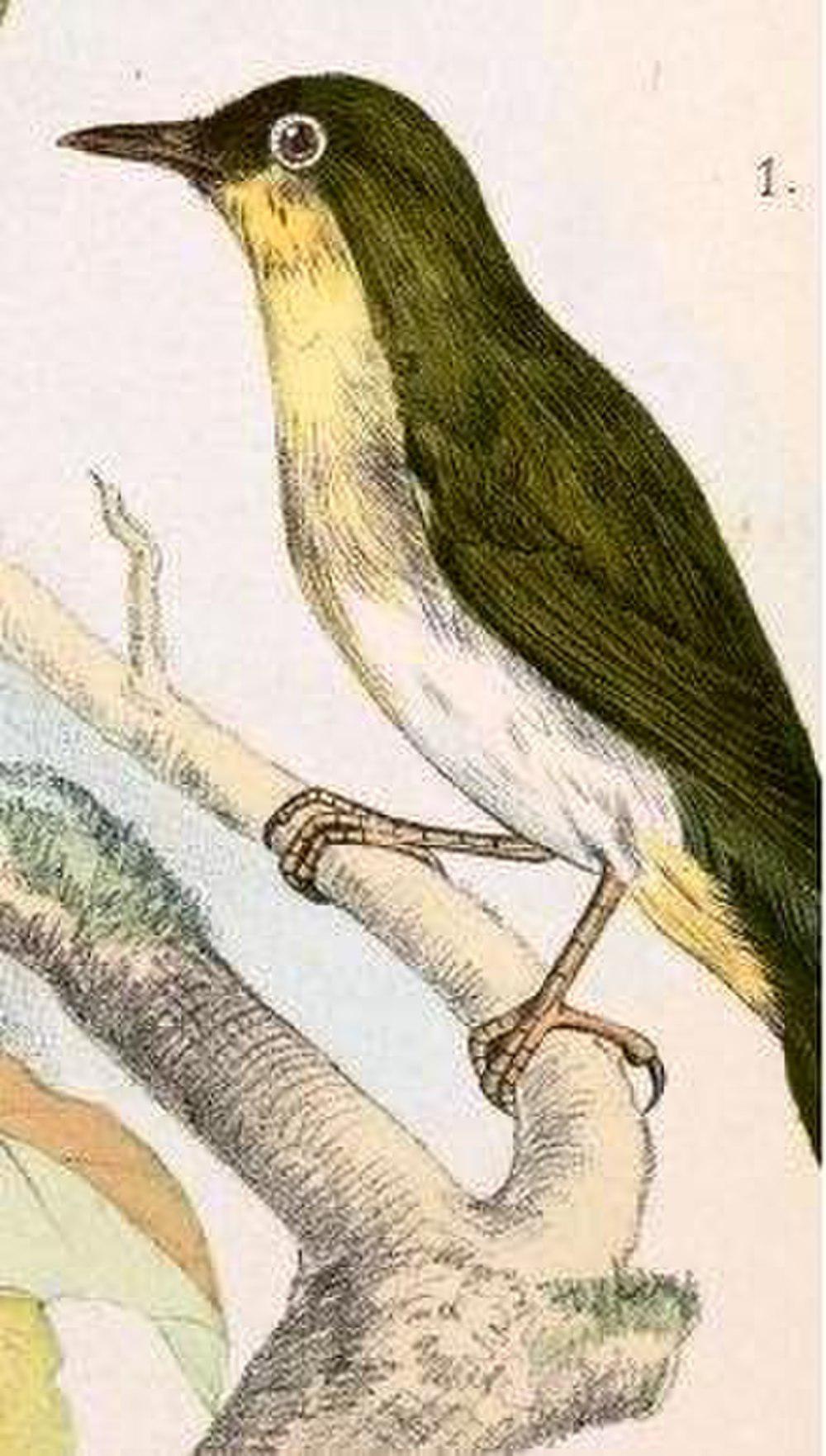 桑岛绣眼鸟 / Sangihe White-eye / Zosterops nehrkorni